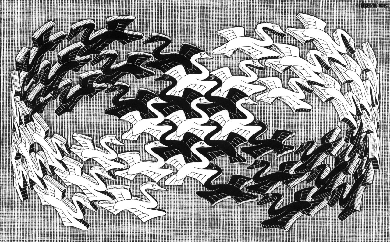 swans